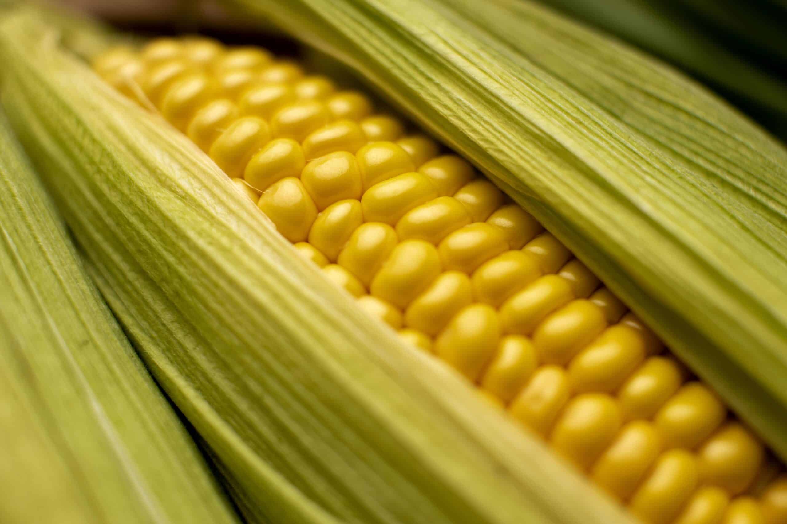 high-angle-corn-composition-close-up