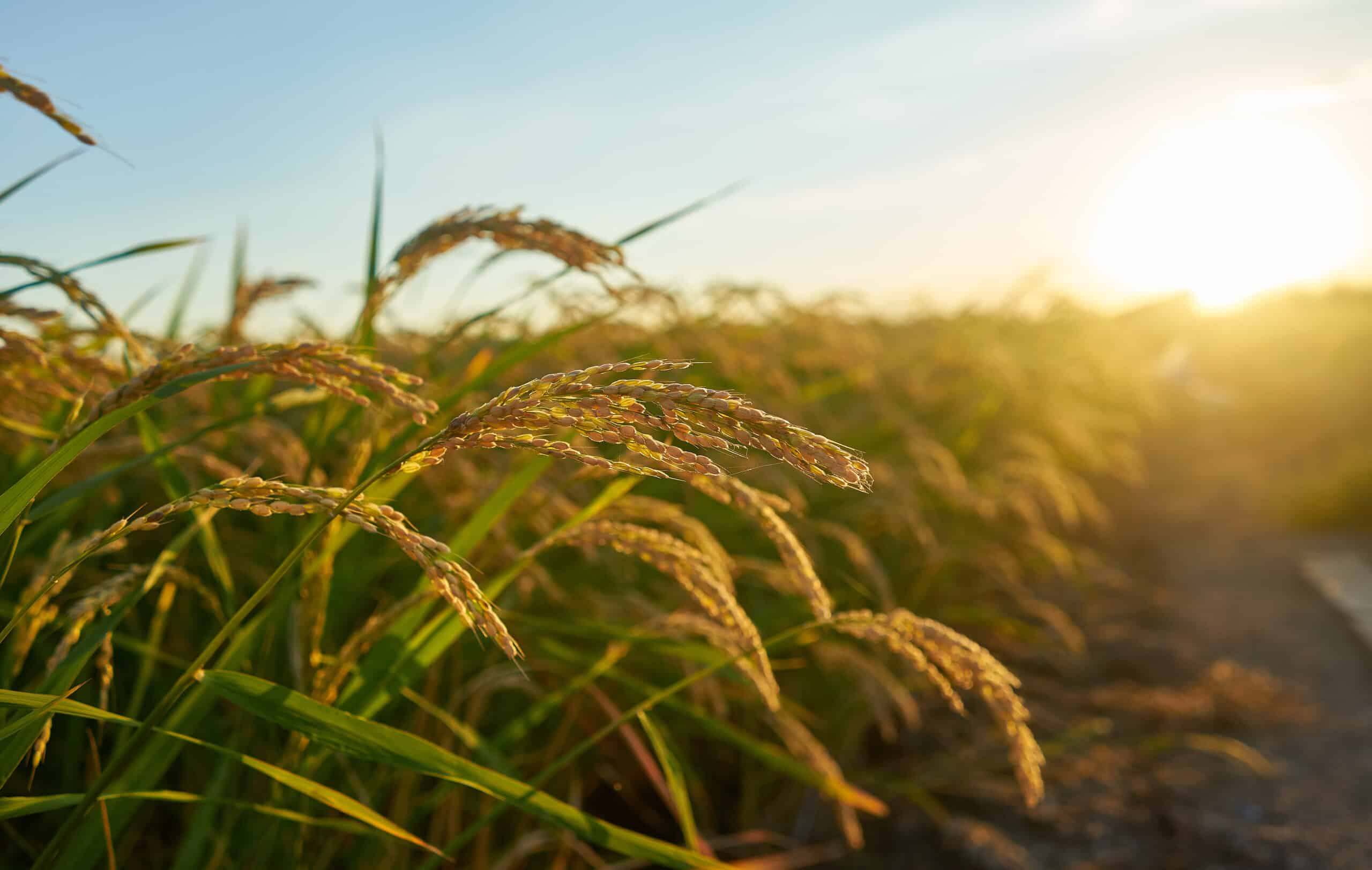 Large green rice field with green rice plants in rows in Valencia sunset